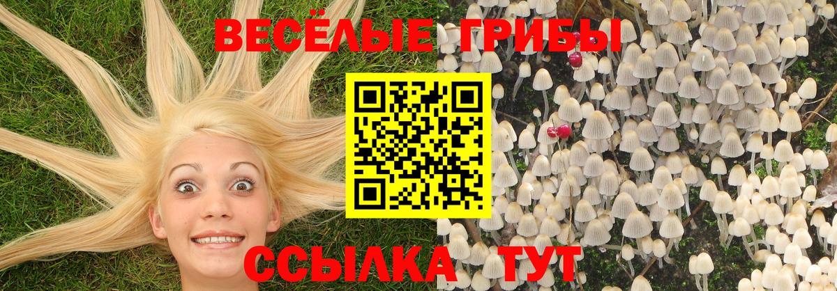 Галлюциногенные грибы Psilocybine cubensis  Вход с VPN  Курчатов 